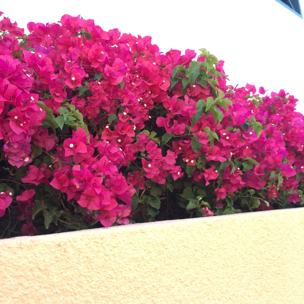 Meet your Posher, Marbella
